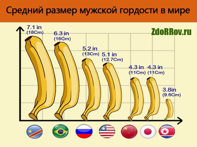 Средний размер члена в мире